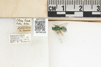 Media type: image;   Entomology 794169 Aspect: Labels
